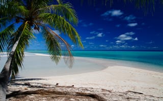 Картинка пальма, пляж, тропики