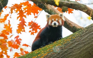 Обои красная панда, дерево, листья