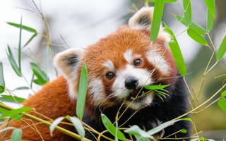 Картинка красная панда, листья, ветки