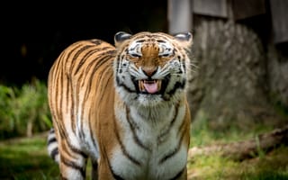 Картинка тигр, оскал, хищник