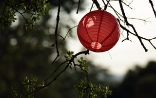 Картинка китайский фонарик, ветка, дерево