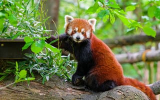 Картинка красная панда, дерево, кора