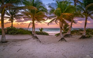 Картинка пальмы, песок, пляж