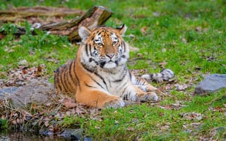 Картинка сибирский тигр, поза, трава