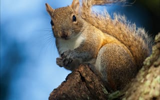 Картинка белка, кора, дерево