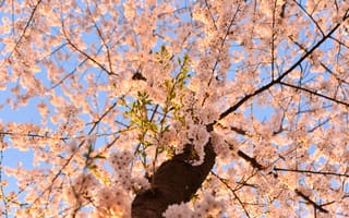 Картинка сакура, цветы, дерево