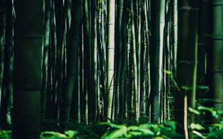 Картинка бамбук, деревья, лес