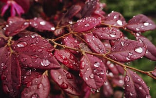 Картинка листья, дождь, капли