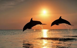 Картинка дельфины, прыжок, пара