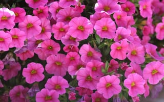 Картинка калихобрия, цветы, розовая