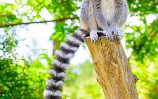 Картинка кошачий лемур, лемур, хвост