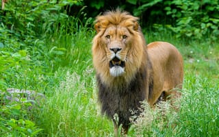 Картинка африканский лев, хищник, большая кошка