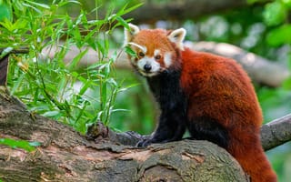 Картинка красная панда, дерево, листья