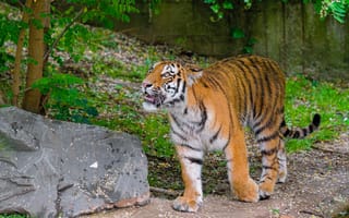Картинка сибирский тигр, взгляд, оскал