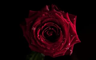Картинка роза, темный, тень