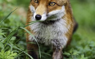 Картинка лиса, дикая природа, трава