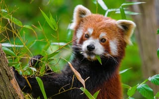 Картинка красная панда, лапа, листья