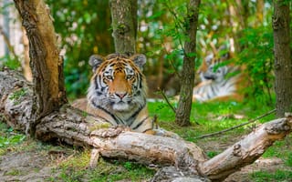 Картинка сибирский тигр, хищник, большая кошка