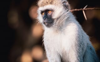 Картинка верветка, обезьяна, дикая природа