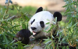 Картинка панда, животное, листья
