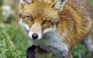 Картинка лиса, взгляд, движение