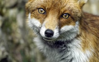 Картинка лиса, взгляд, дикая природа