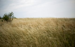 Картинка трава, поле, куст