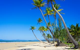 Картинка пальмы, пляж, песок