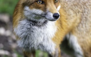 Картинка лиса, хищник, трава