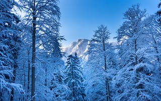 Картинка деревья, гора, снег