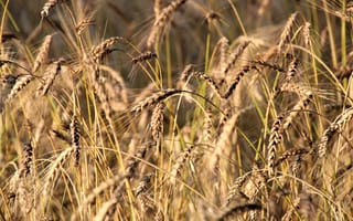 Картинка пшеница, колосья, трава