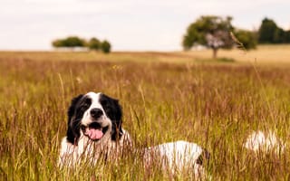 Картинка сенбернар, собака, высунутый язык