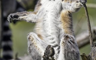 Картинка кошачий лемур, лемур, взгляд