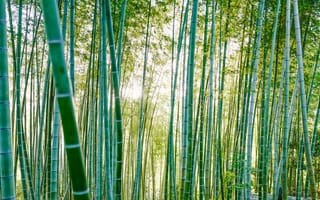 Картинка бамбук, деревья, солнечный свет