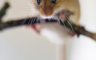 Картинка мышь, грызун, ветка