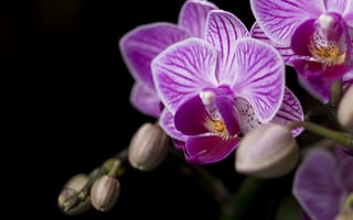 Картинка орхидея, лепестки, цветы