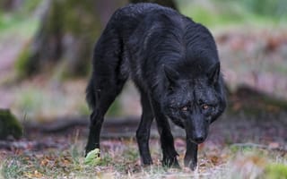 Картинка черный волк, волк