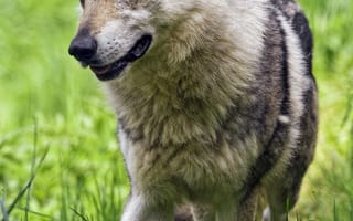 Картинка волк, лапа