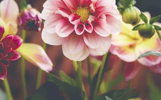 Картинка георгина, цветок