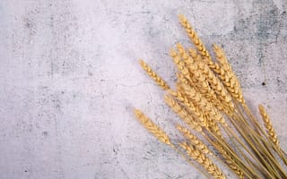 Картинка пшеница, колосья