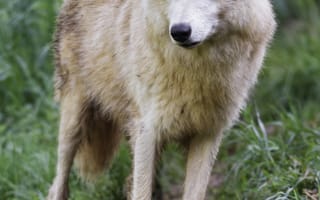 Картинка полярный волк, волк