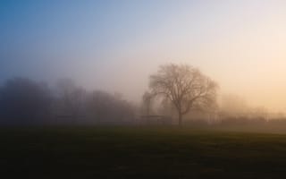 Картинка дерево, туман