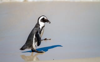 Картинка пингвин, песок