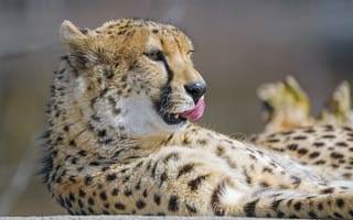 Картинка гепард, высунутый язык, большая