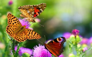 Картинка бабочки, окрас, красивые
