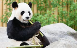 Картинка панда, бамбук, 
