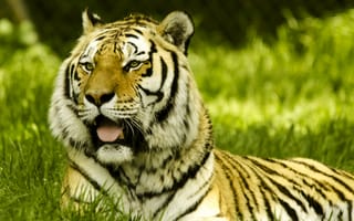 Картинка тигр, высунутый язык, большая