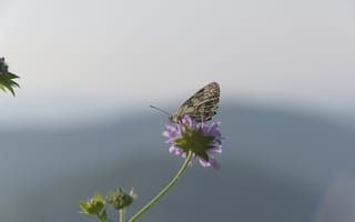 Картинка бабочка, лепестки