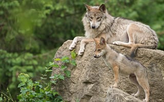 Картинка мексиканский волк, волк