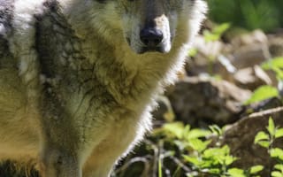 Картинка волкособ, хищник, дикая